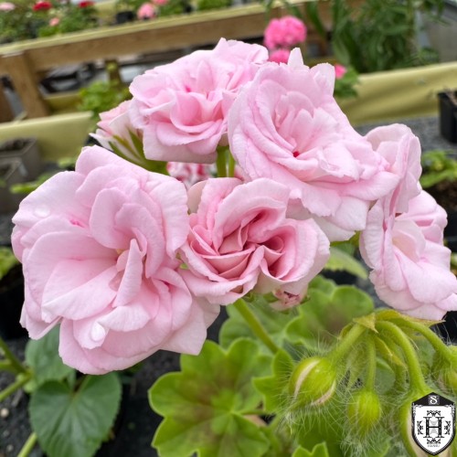 Pelargonium 'Rococo' - Pelargoon 'Rococo' P9/0,55L Pelargonium 'Rococo' - Pelargoon 'Rococo' P9/0,55L